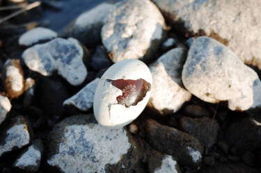 Nikon magazine - Nikon film and photo contest 2024-2025