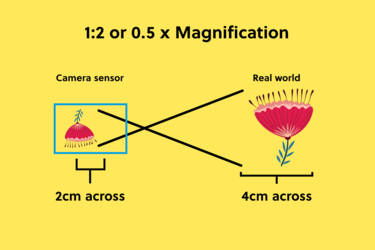 nikon magazine - magnification