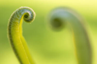 Nikon magazine - macro photography with spring flowers