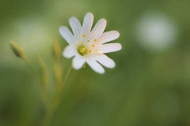 Nikon magazine - macro photography with spring flowers