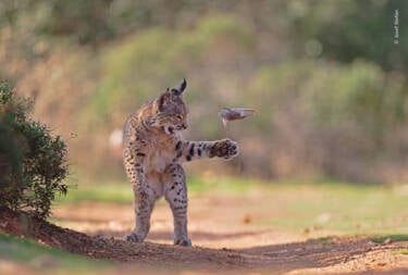 Nikon magazine - Josef Stefan's award-winning wildlife photography