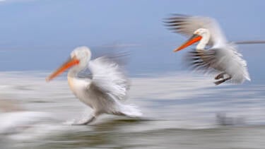 Nikon magazine - Josef Stefan's award-winning wildlife photography