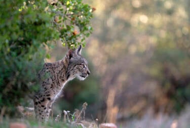 Nikon magazine - Josef Stefan's award-winning wildlife photography